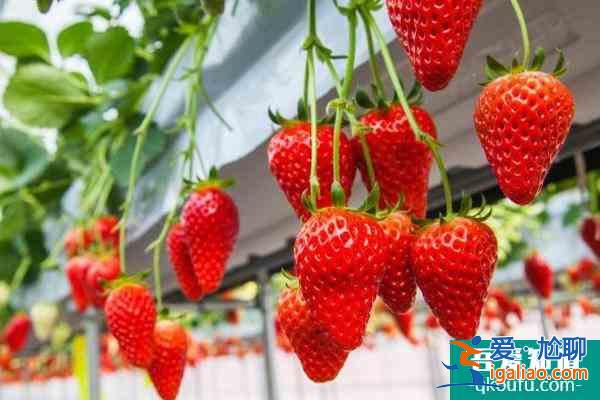 2022北京草莓采摘園哪里好 北京采摘草莓好去處？
