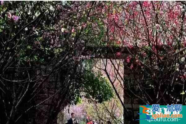 福建櫻花景區(qū)有哪些 福建哪里櫻花好看？