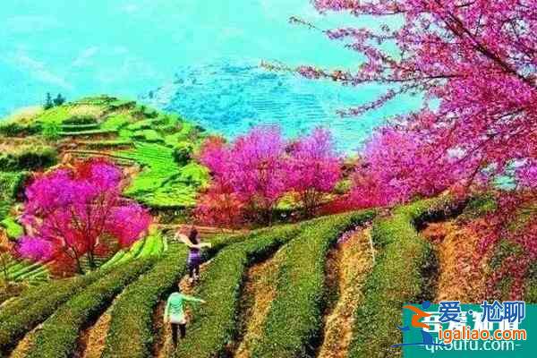 福建櫻花景區(qū)有哪些 福建哪里櫻花好看？