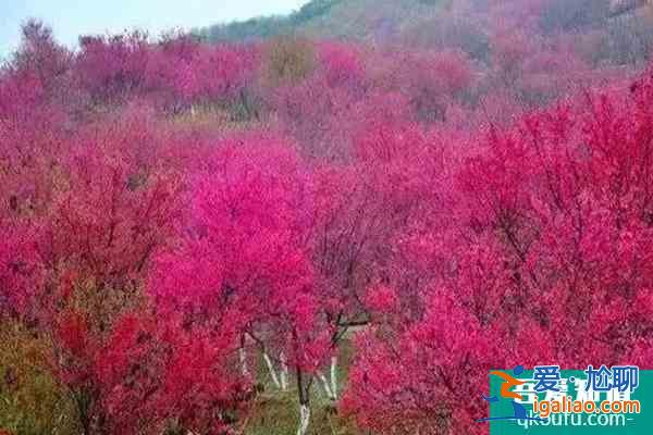 福建櫻花景區(qū)有哪些 福建哪里櫻花好看？
