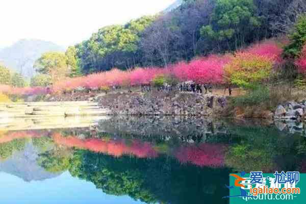福建櫻花景區(qū)有哪些 福建哪里櫻花好看？
