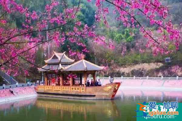 福建櫻花景區(qū)有哪些 福建哪里櫻花好看？