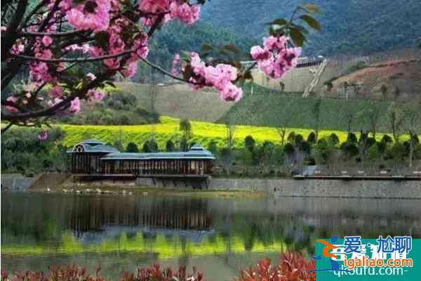 福建櫻花景區(qū)有哪些 福建哪里櫻花好看？