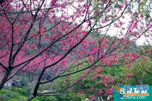 福建櫻花景區(qū)有哪些 福建哪里櫻花好看？