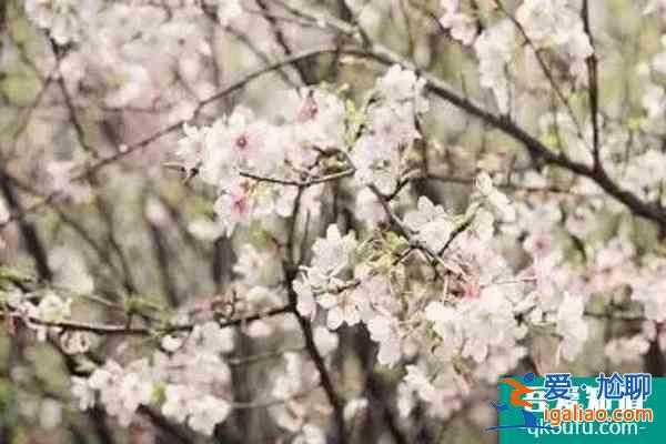 福建櫻花景區(qū)有哪些 福建哪里櫻花好看？