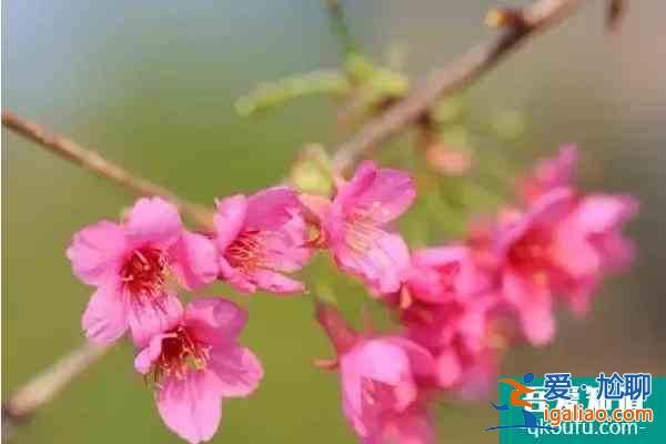 福建櫻花景區(qū)有哪些 福建哪里櫻花好看？