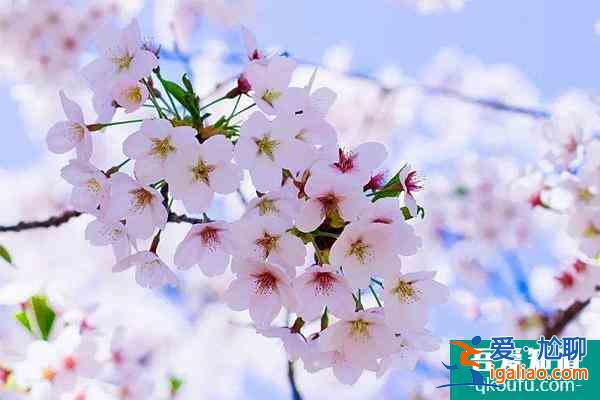 2022武漢大學(xué)櫻花節(jié)可以隨意免費(fèi)進(jìn)入嗎？