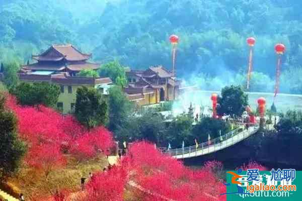 福建櫻花景區(qū)有哪些 福建哪里櫻花好看？