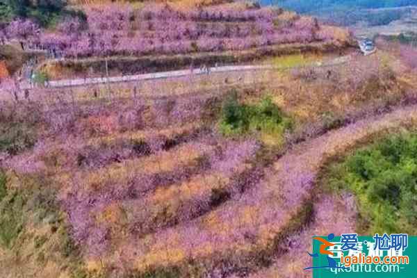 福建櫻花景區(qū)有哪些 福建哪里櫻花好看？