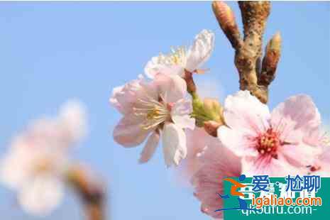 2022北京地鐵S2櫻花專線賞櫻最佳時(shí)間？
