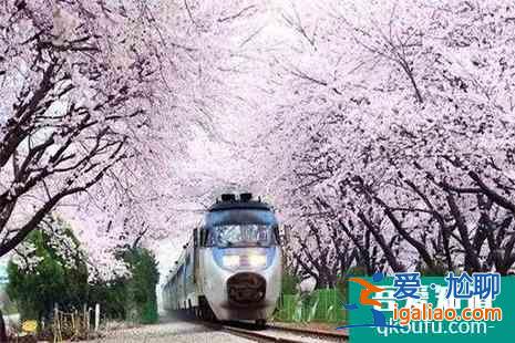 2022北京地鐵S2櫻花專線賞櫻最佳時(shí)間？