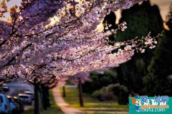 溫哥華櫻花季2022賞櫻好去處推薦？