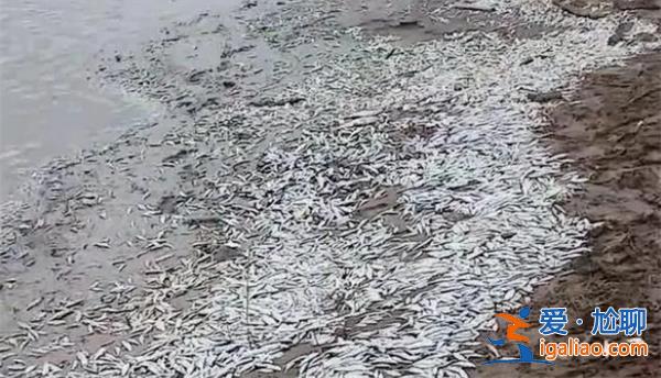河南一地大量魚(yú)擱淺岸邊需加強(qiáng)監(jiān)管力度[河南]？