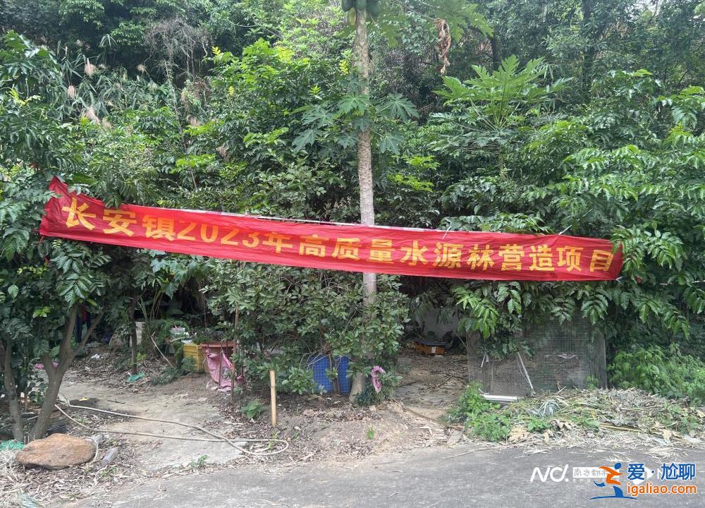 市民投訴廣東東莞一地連日砍樹？當(dāng)?shù)鼗貞?yīng)稱正進(jìn)行樹種更換？