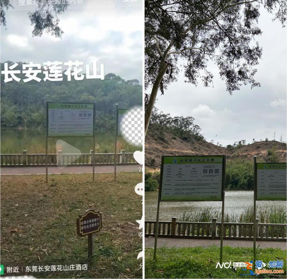 市民投訴廣東東莞一地連日砍樹？當(dāng)?shù)鼗貞?yīng)稱正進(jìn)行樹種更換？
