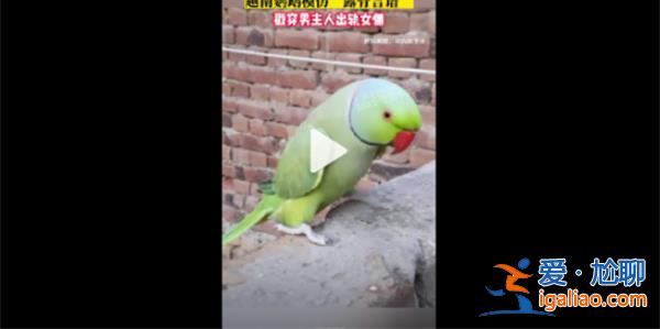 丈夫出軌被鸚鵡模仿其露骨的言語揭穿[鸚鵡]？