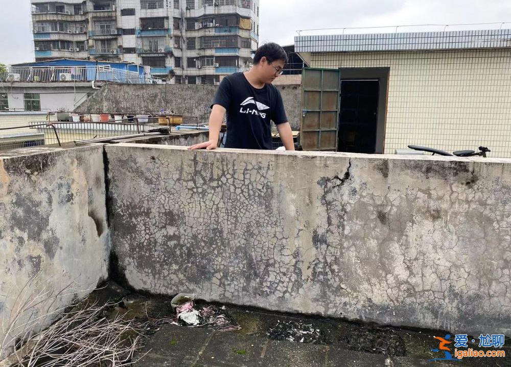 喂養(yǎng)兩條“棄狗” 一對(duì)年輕夫妻被指控盜竊罪、判處拘役4個(gè)月？