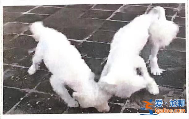 喂養(yǎng)兩條“棄狗” 一對(duì)年輕夫妻被指控盜竊罪、判處拘役4個(gè)月？