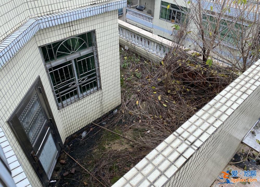 喂養(yǎng)兩條“棄狗” 一對(duì)年輕夫妻被指控盜竊罪、判處拘役4個(gè)月？