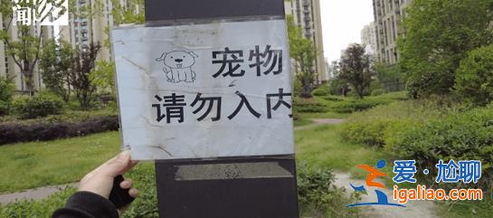 上海男子在遛狗時(shí)未栓繩，6歲男孩指錯(cuò)被打成腦震蕩[遛狗時(shí)未栓繩]？