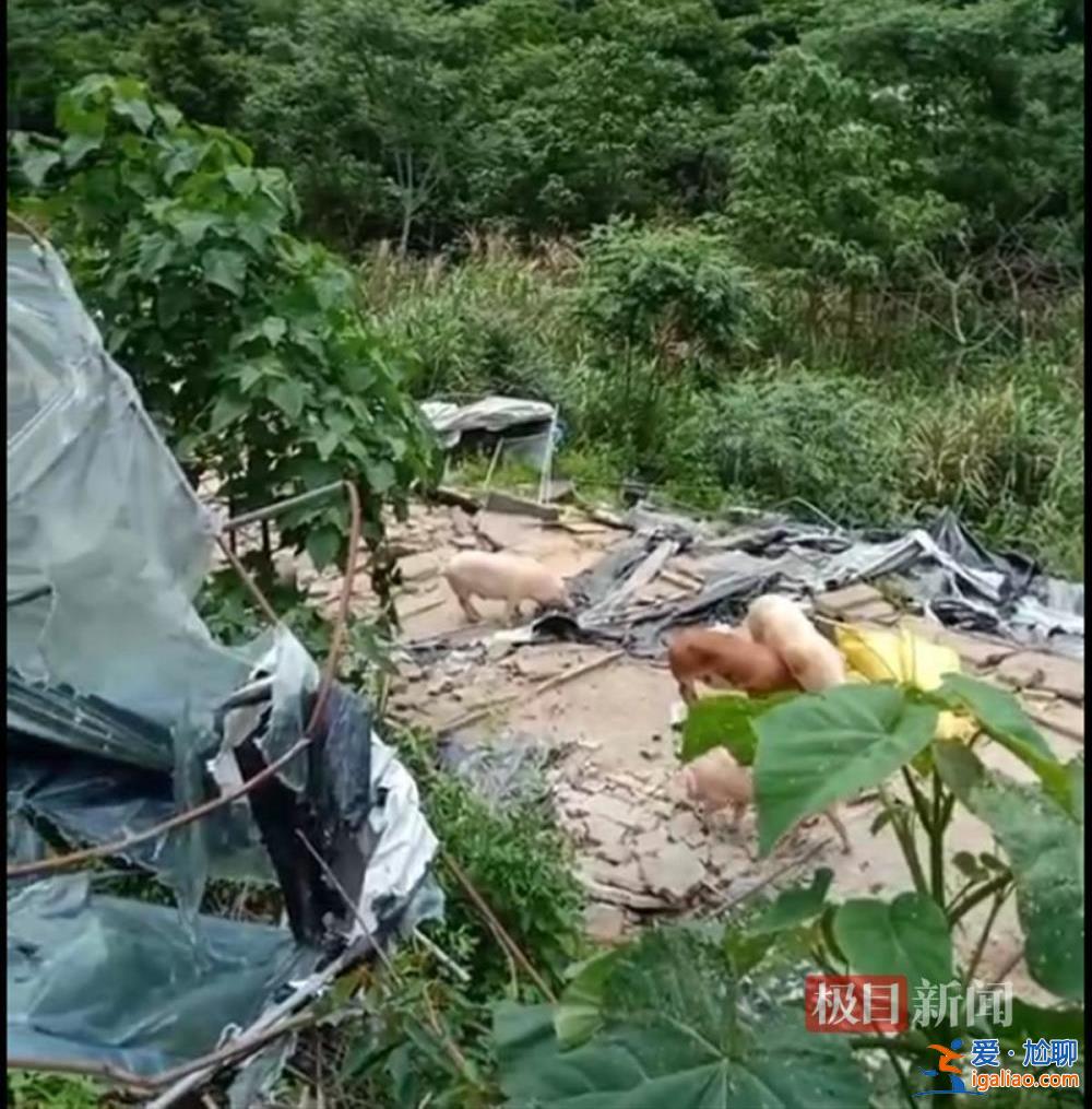 養(yǎng)豬戶(hù)豬舍被拆 疑用改裝槍射傷3名執(zhí)法人員后逃走 遭通緝投案自首？