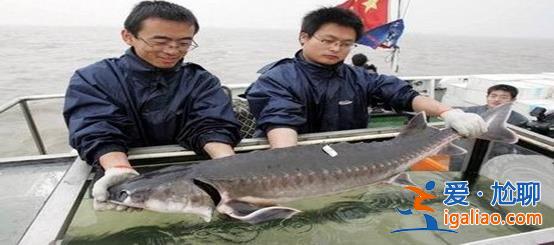 珍貴影像資料還原中華鱘厚福被救過(guò)程[被救過(guò)程]？