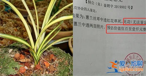 農(nóng)婦掐走蘭花被判三年緩刑四年[判刑緩刑]？