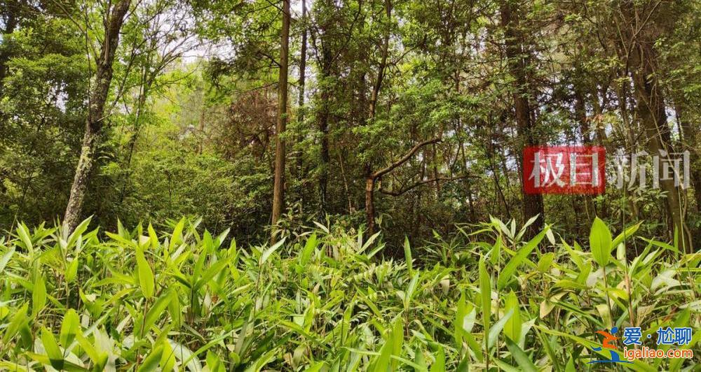 9歲男孩失蹤13年后尸骨現(xiàn)身山林地縫 兩名村婦被警方帶走？