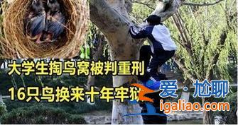大學生掏鳥案當事人27日刑滿釋放 這不是結束而是開端？