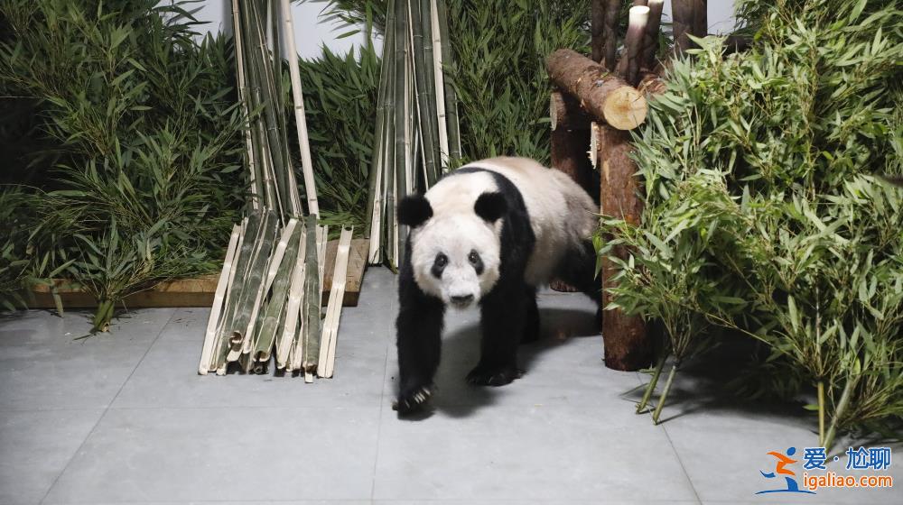 大熊貓“丫丫”平安回到北京動(dòng)物園？