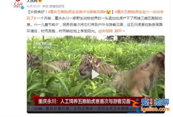 重慶五胞胎虎寶寶首次亮相與游客見面[虎寶寶]？