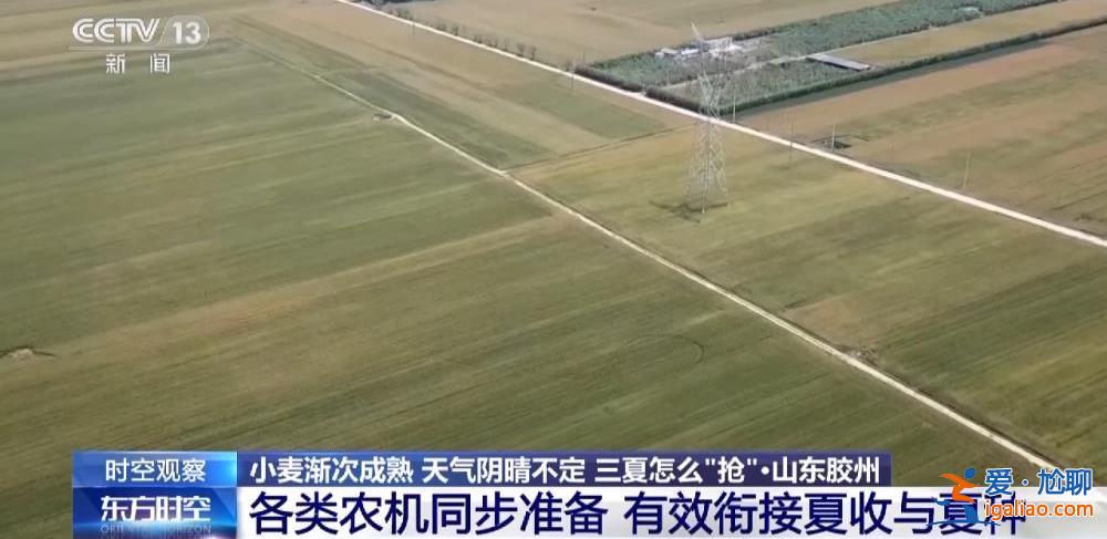 小麥漸熟 “爛場(chǎng)雨”下的三夏怎么“搶”？？