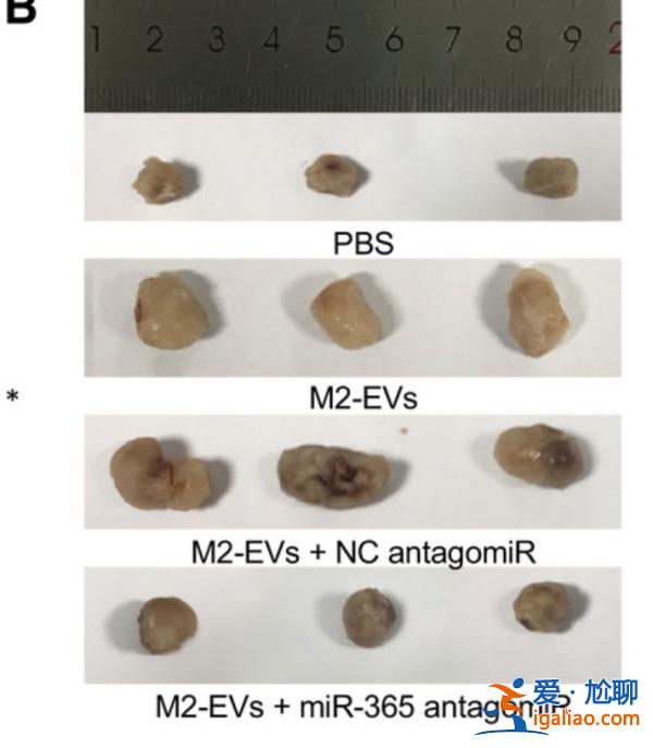 4篇論文現(xiàn)同一劃痕鋼尺遭撤稿 涉吉林大學(xué)、蘭州大學(xué)、青島大學(xué)？