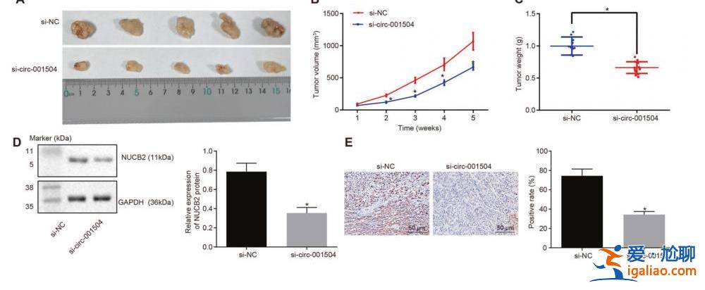 4篇論文現(xiàn)同一劃痕鋼尺遭撤稿 涉吉林大學(xué)、蘭州大學(xué)、青島大學(xué)？