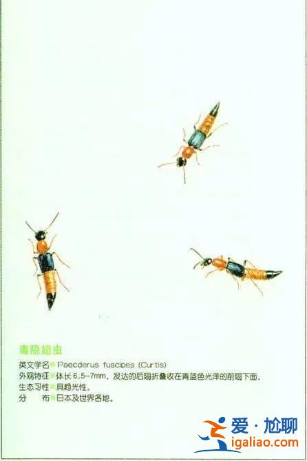 “我的臉被隱翅蟲毀容了！”每年夏天都會(huì)有它的熱搜 體液堪比鹽酸??？