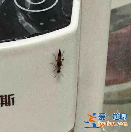 “我的臉被隱翅蟲毀容了！”每年夏天都會(huì)有它的熱搜 體液堪比鹽酸！？