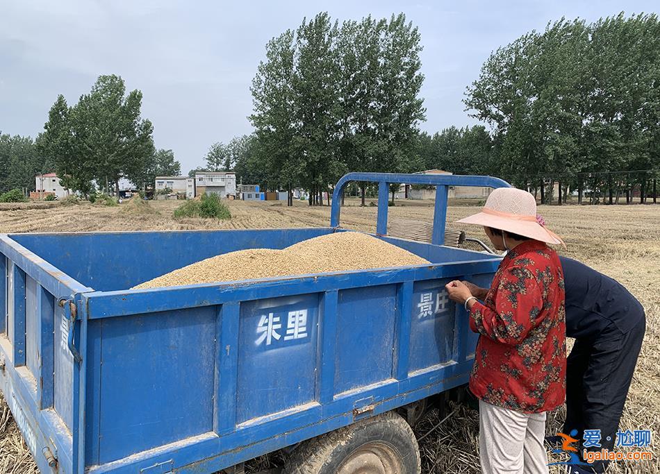 麥田過水后 種糧戶們在搶救生計(jì)？