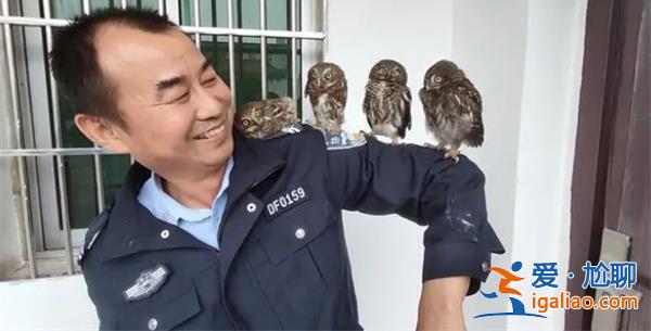 民警給貓頭鷹幼崽喂飯絮絮叨叨特別有趣[貓頭鷹幼崽]？