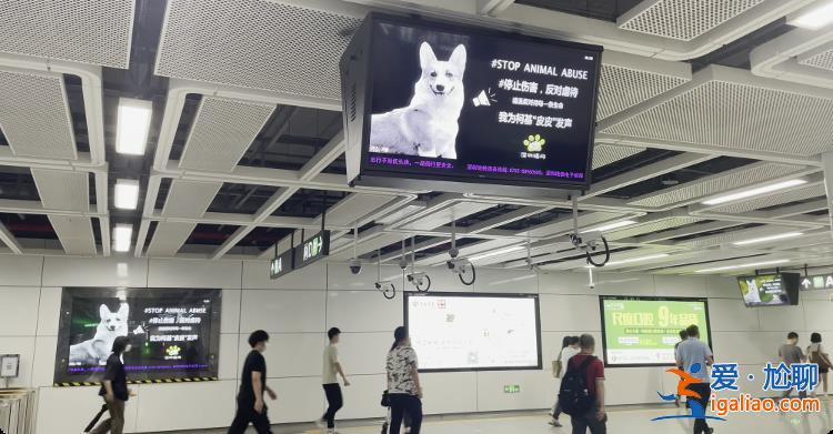 深圳地鐵反虐動物廣告遭投訴 “陰暗角落”再引爭議？