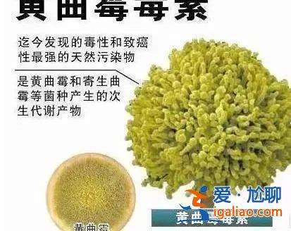毒性是砒霜68倍 100℃高溫難殺死！“超級(jí)致癌物”黃曲霉毒素怎么防？？