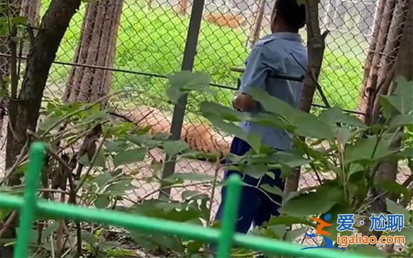 長春一虎園兩東北虎相爭一虎被咬死，為何會相爭[虎園]？