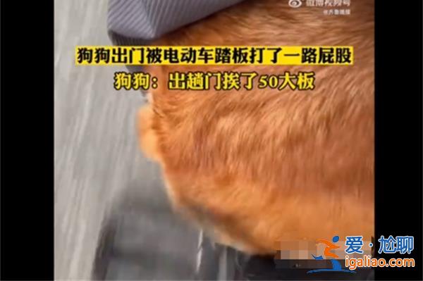 狗狗被電動(dòng)車踏板打了一路屁股，狗狗為什么被車踏板打[電動(dòng)車]？