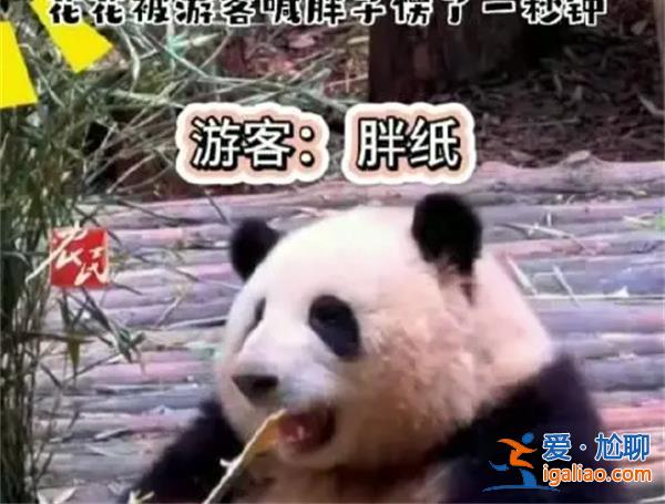 花花被游客喊胖子愣了1秒鐘，花花是不是知道自己是胖子[喊胖子]？