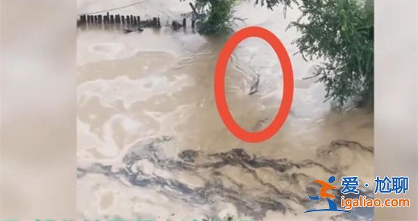 哈爾濱暴雨淹沒房子，豬游泳自救[豬游泳自救]？