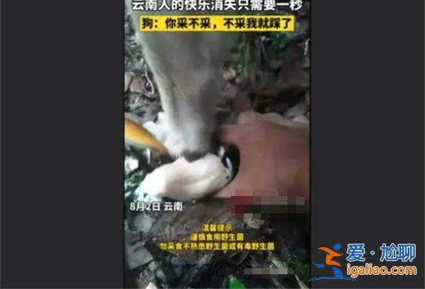 男子采菌子被截胡，狗|你不采我踩了，狗能吃菌子嗎[采菌子]？