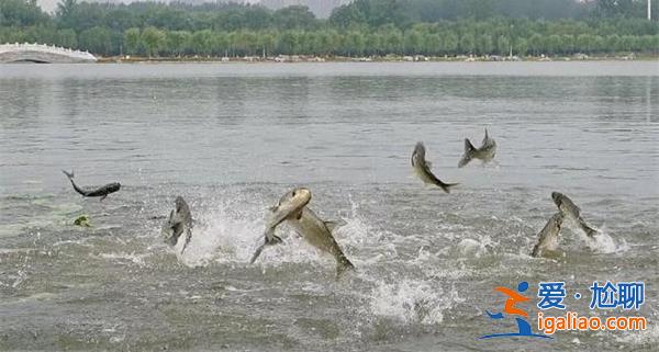 昆明滇池大面積魚群跳躍[魚群]？