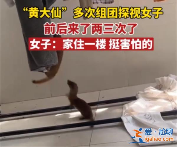 黃鼠狼多次闖入女子家中 黃鼠狼為何進(jìn)入女子家中？