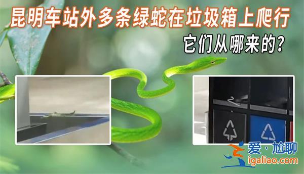 昆明車站外多條綠蛇在垃圾桶上爬行 為什么會在外爬行？