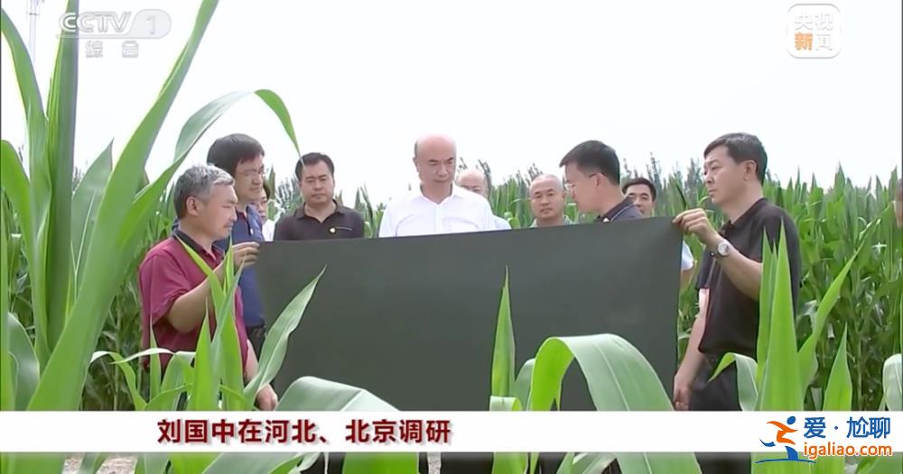 “十分重要和緊迫”！國(guó)務(wù)院副總理劉國(guó)中下地看玉米長(zhǎng)勢(shì)？