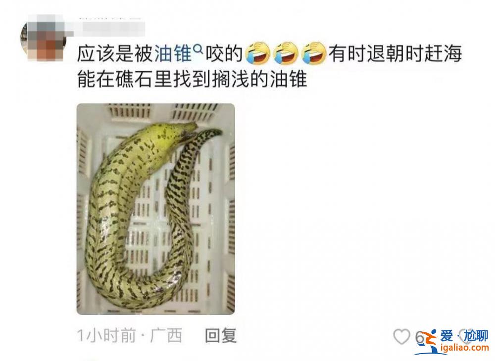 基本排除油錐、雪茄達摩鯊 海狼魚可能性較大？